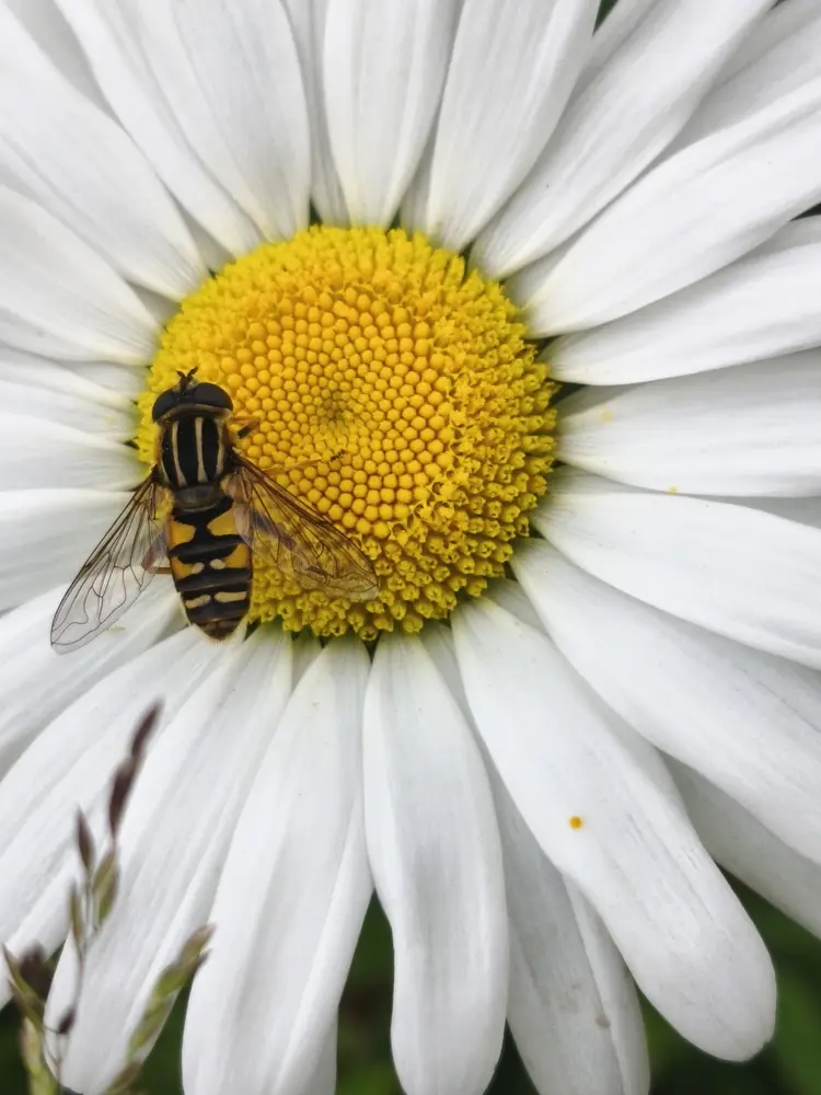 Pollinating insect on a flower