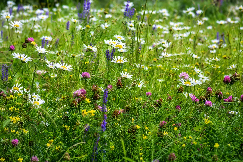 Pollinator patch in the churchyard